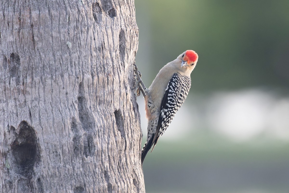 Red-bellied Woodpecker - ML612558402
