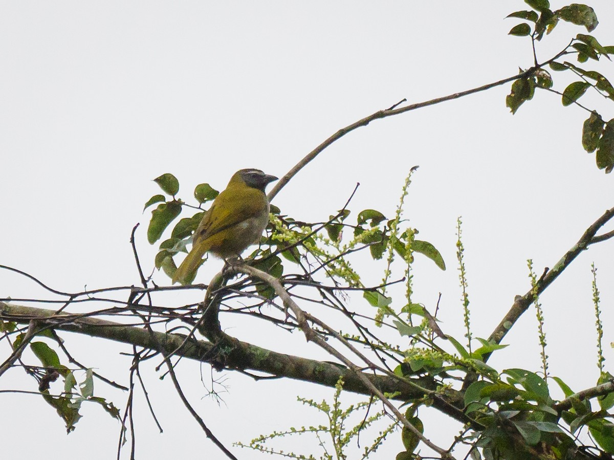 Buff-throated Saltator - ML612558423