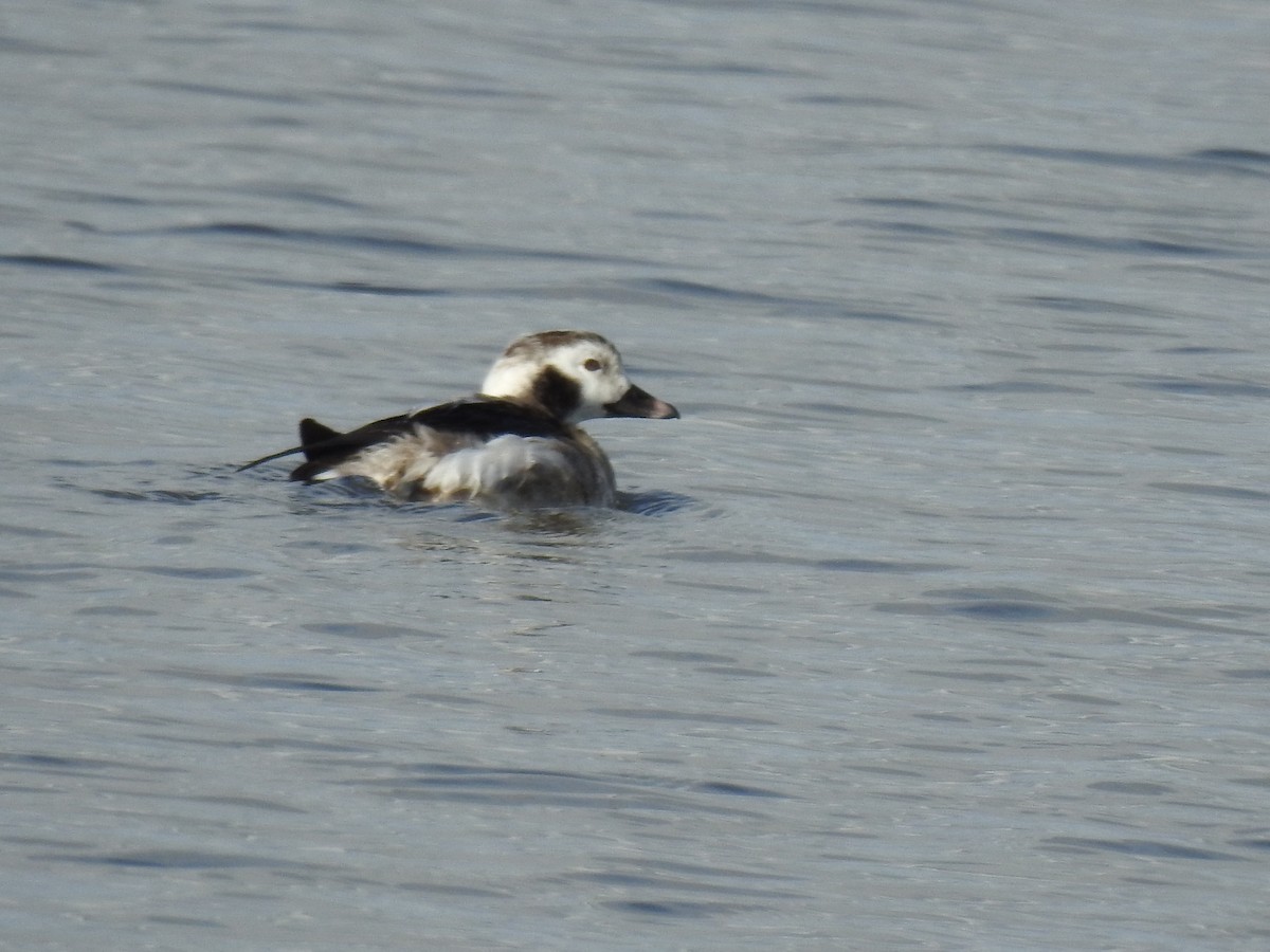 Long-tailed Duck - ML612558475