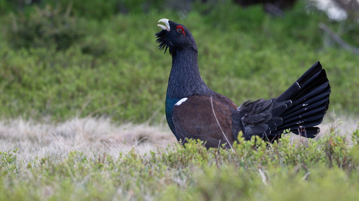 Western Capercaillie - Friedemann Arndt