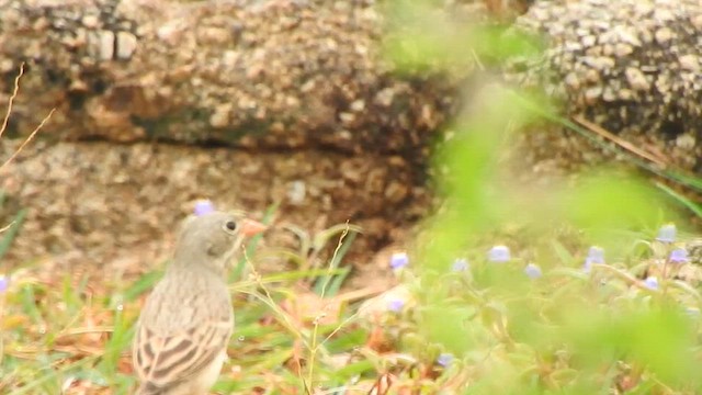 Gray-necked Bunting - ML612558569