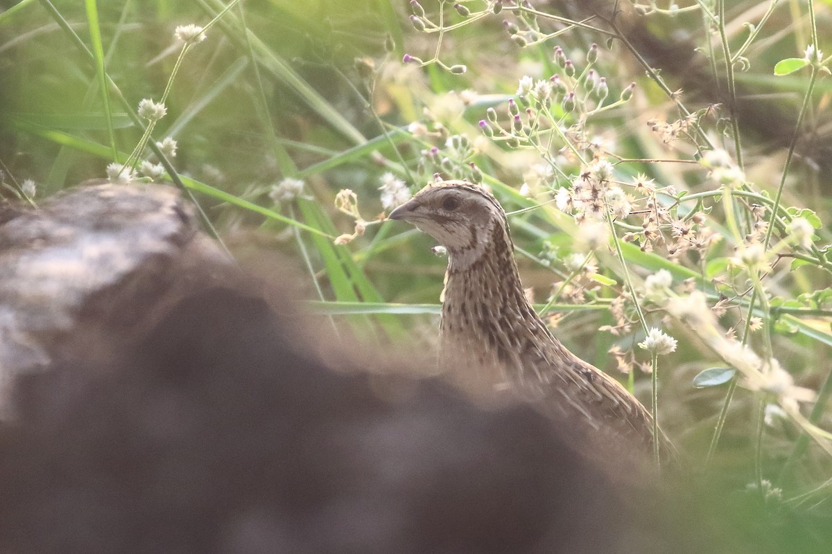 Common Quail - ML612558633