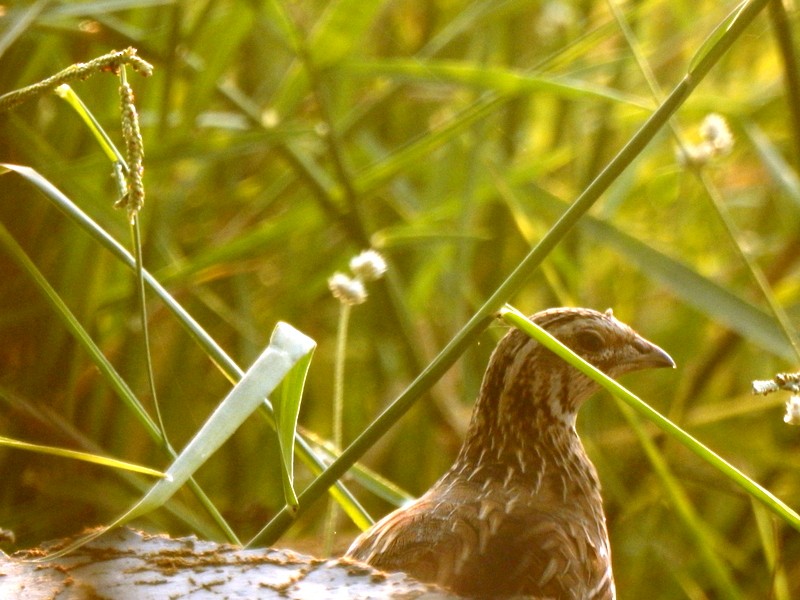 Common Quail - ML612558638