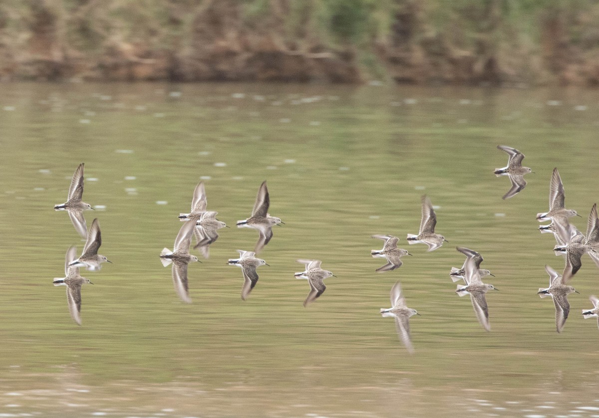 Least Sandpiper - ML612558661