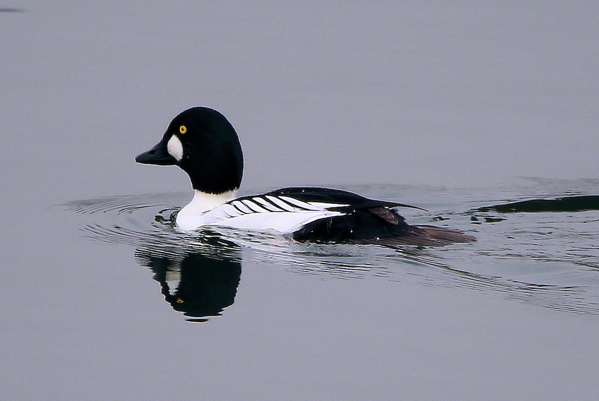 Common Goldeneye - ML612558669