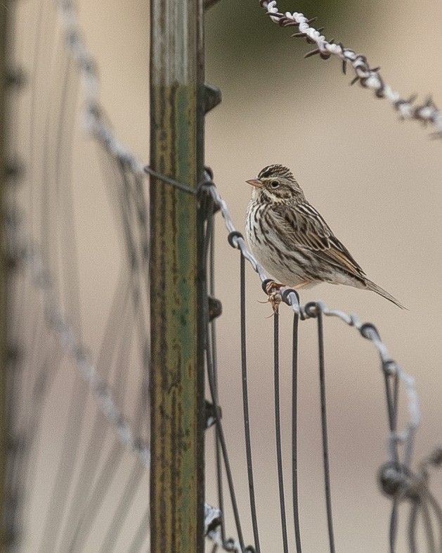 Savannah Sparrow - ML612558679