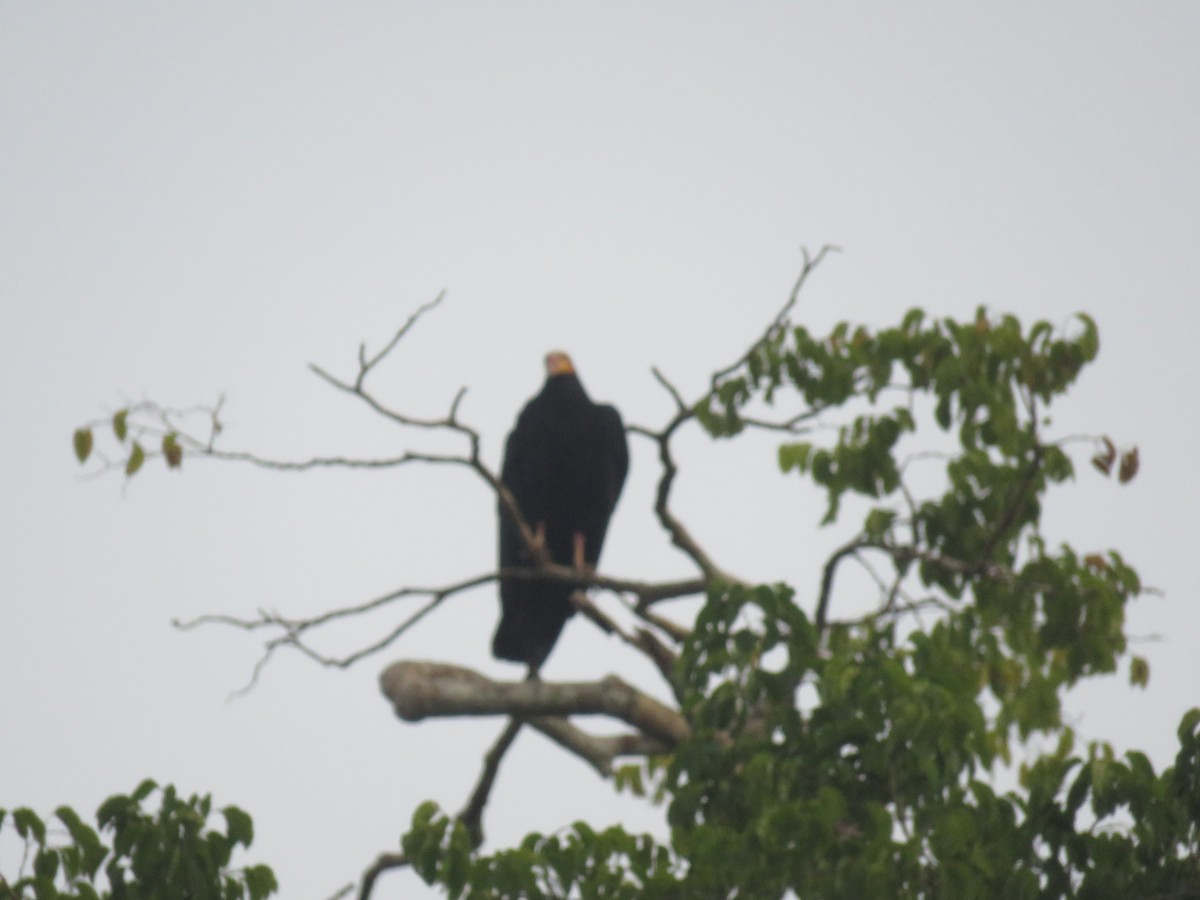Greater Yellow-headed Vulture - Sally Hill