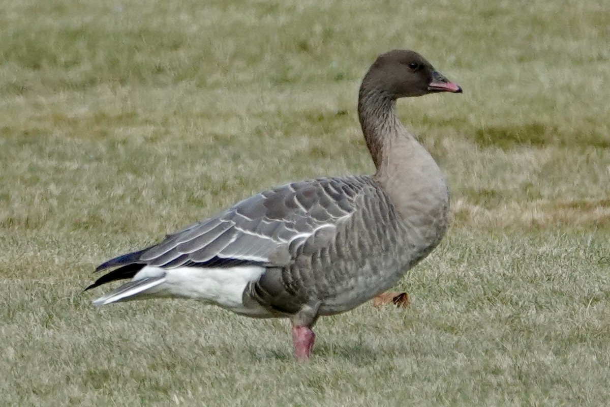 Pink-footed Goose - ML612558757