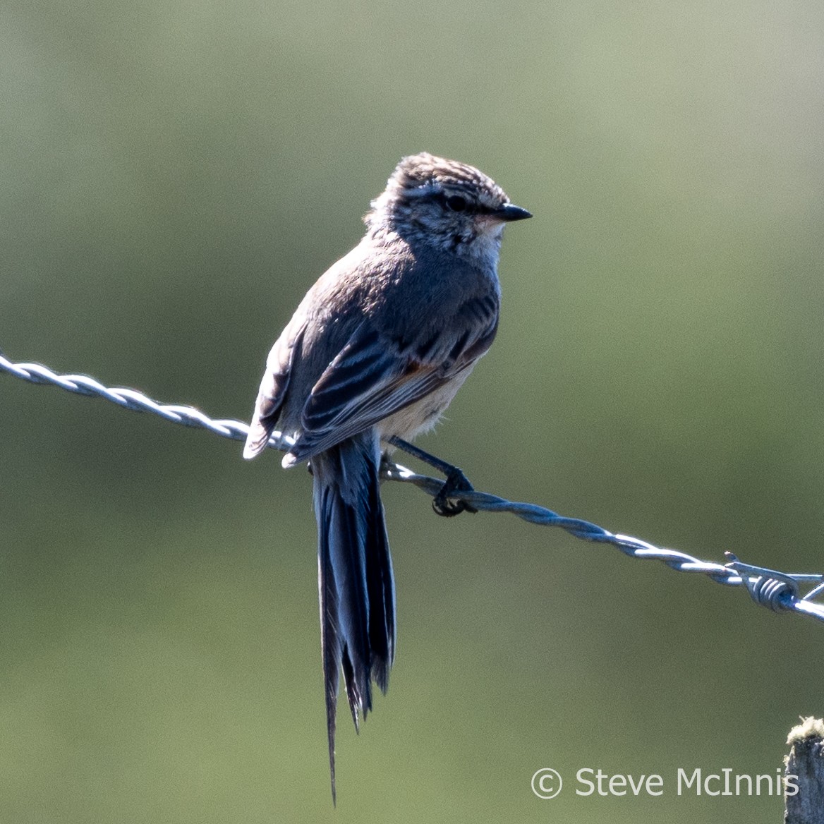 Plain-mantled Tit-Spinetail - ML612558831