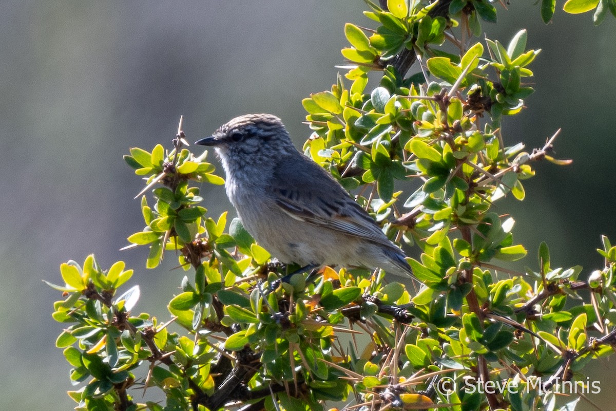 Plain-mantled Tit-Spinetail - ML612558833