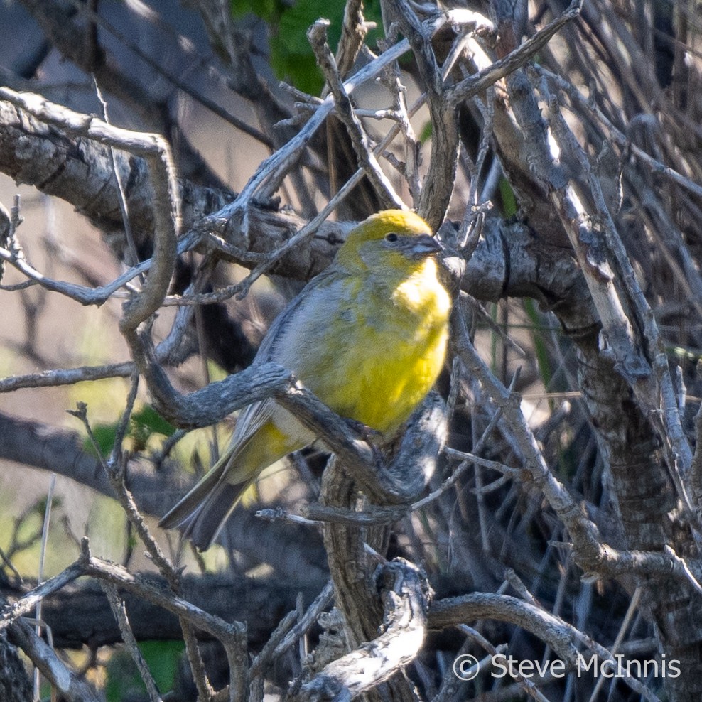 Patagonian Yellow-Finch - ML612558836