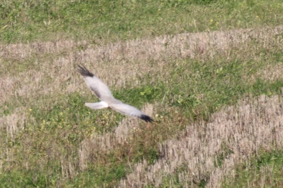 Aguilucho Pálido - ML612558868