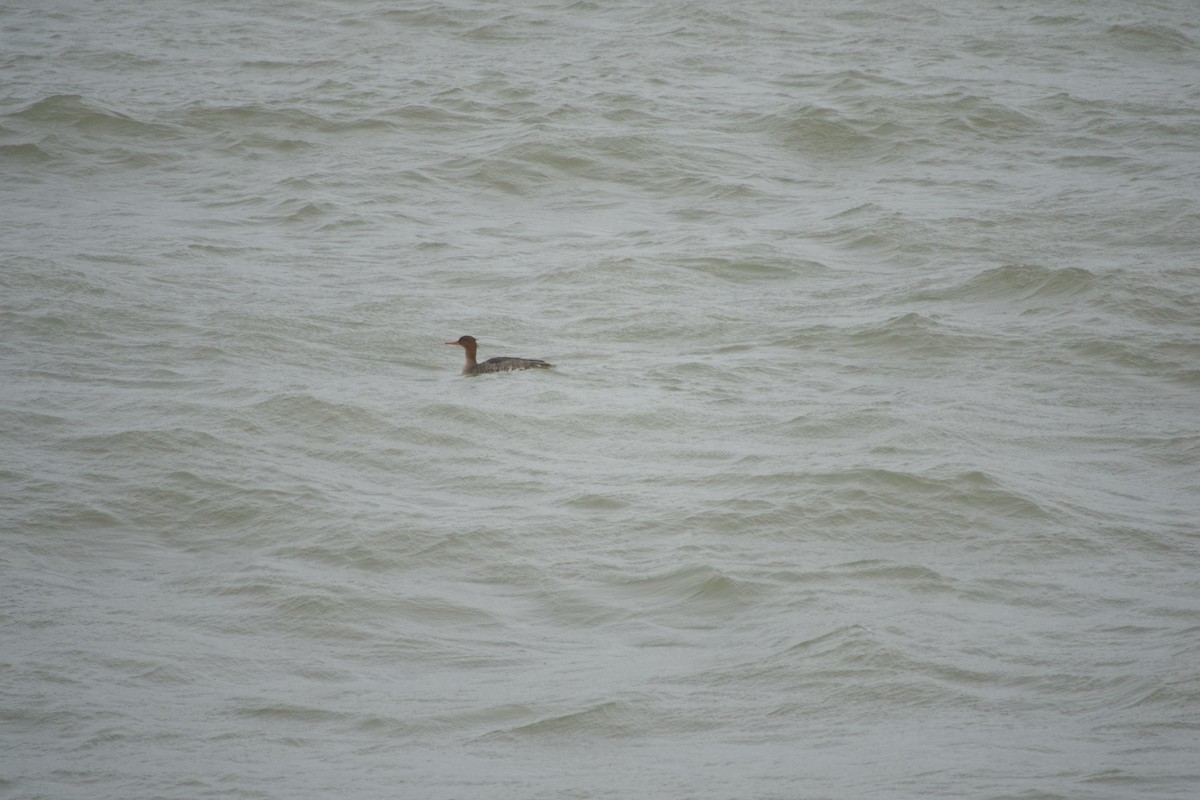 Red-breasted Merganser - ML612558896