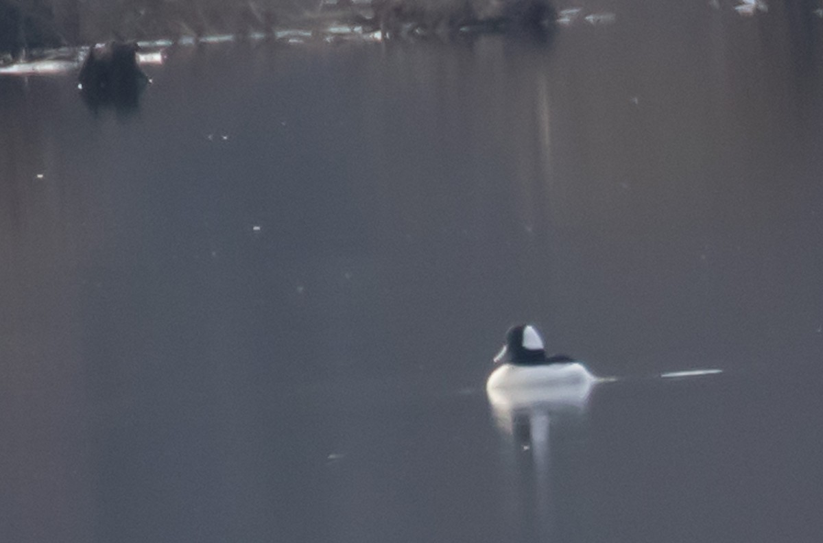 Bufflehead - ML612558919