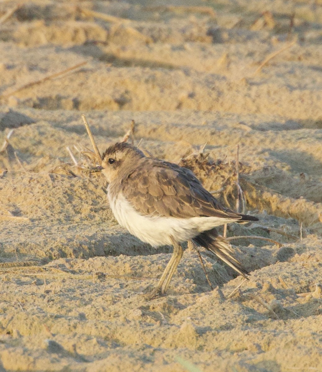 Caspian Plover - Gary Burns