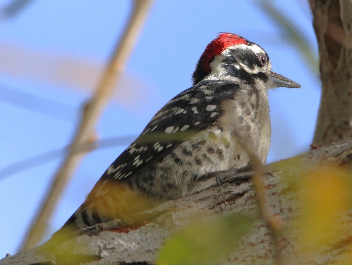 Nuttall's Woodpecker - ML612558939