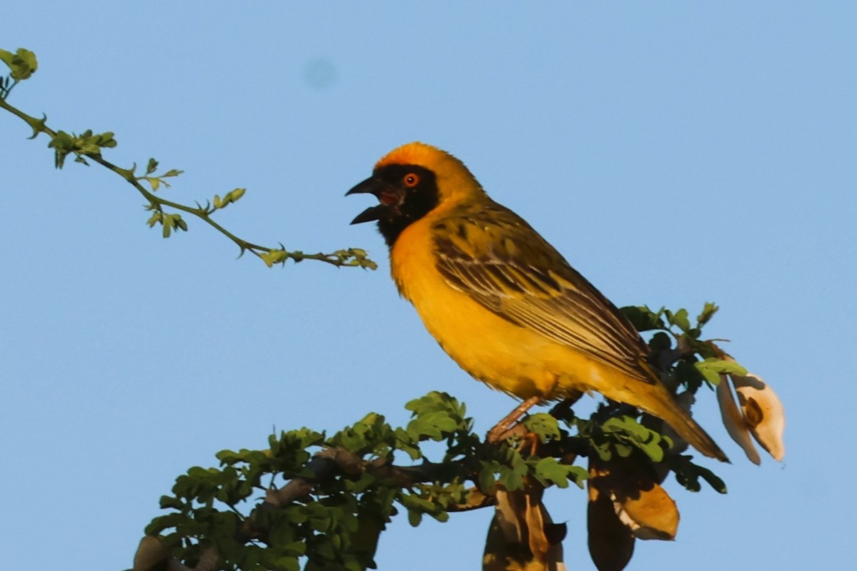 Southern Masked-Weaver - ML612558982