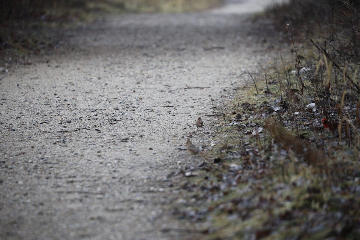 Fox Sparrow - ML612559049