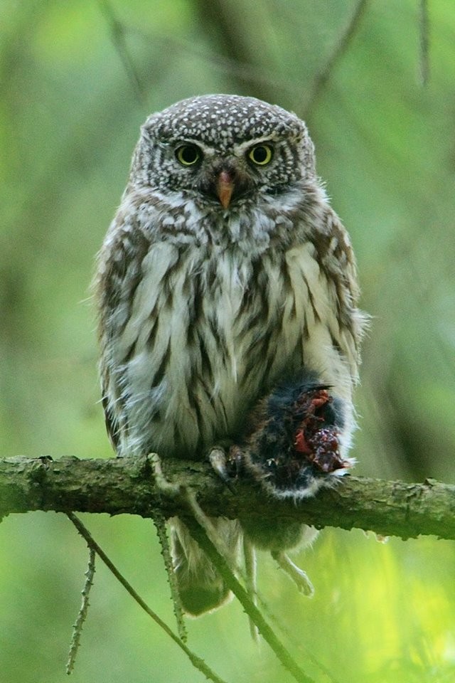 Eurasian Pygmy-Owl - Daniel Booker