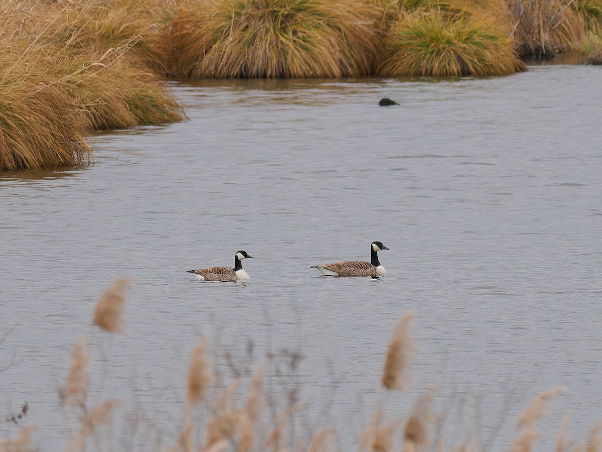 Canada Goose - ML612559129