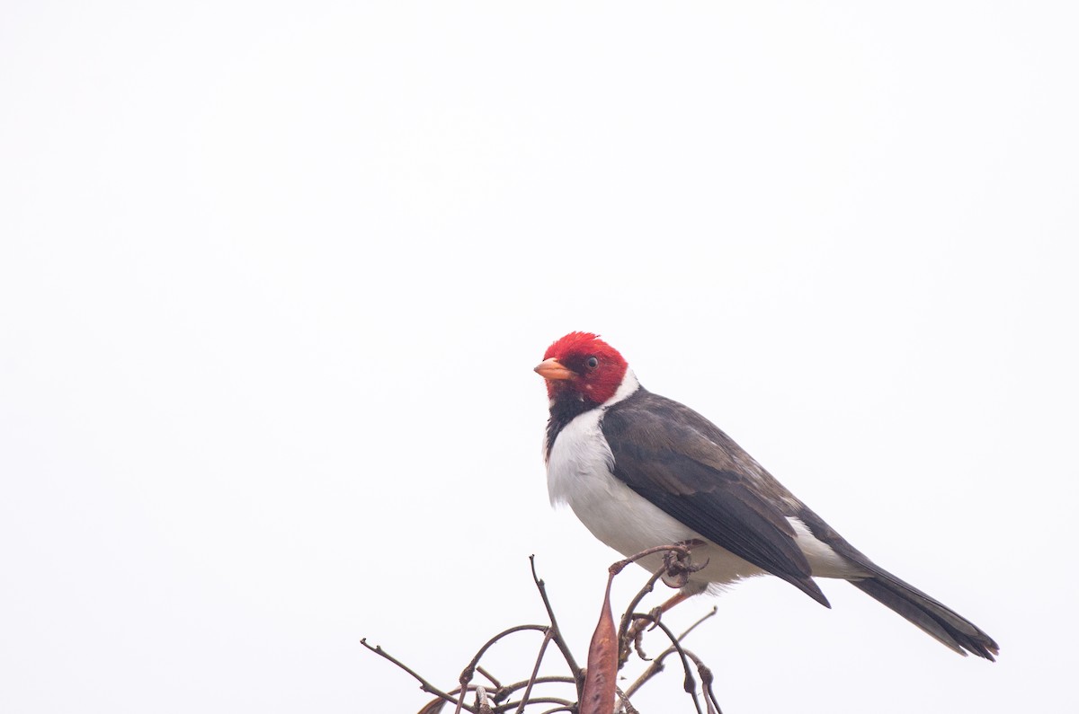 Yellow-billed Cardinal - ML612559141