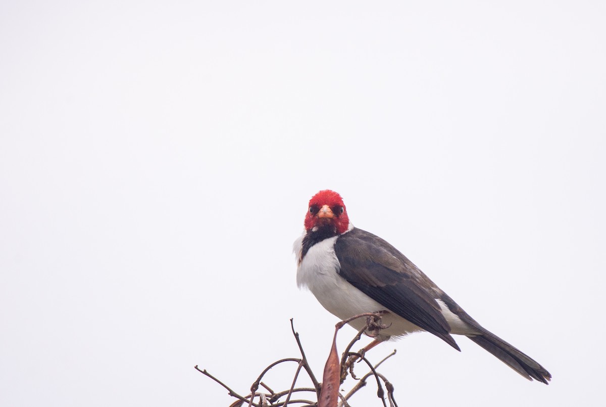 Yellow-billed Cardinal - Herb Elliott