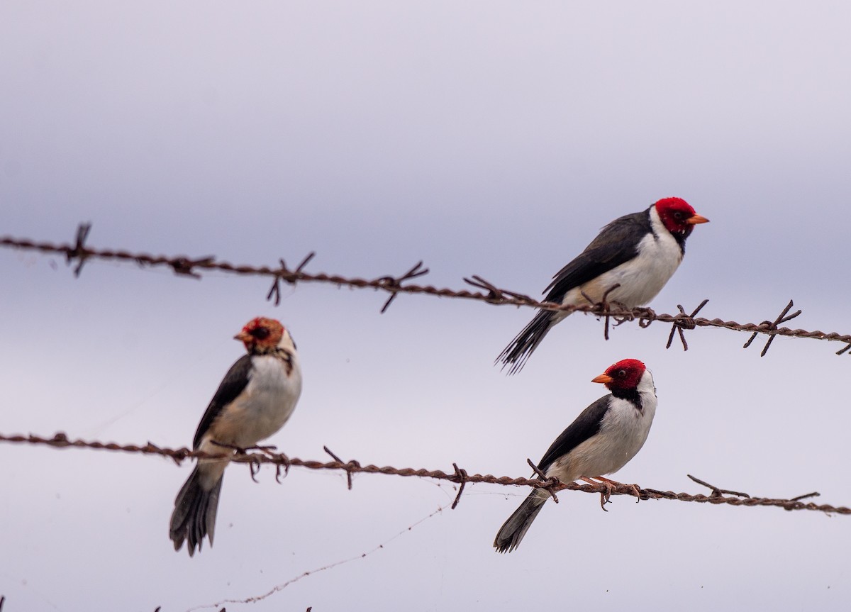 Yellow-billed Cardinal - ML612559144