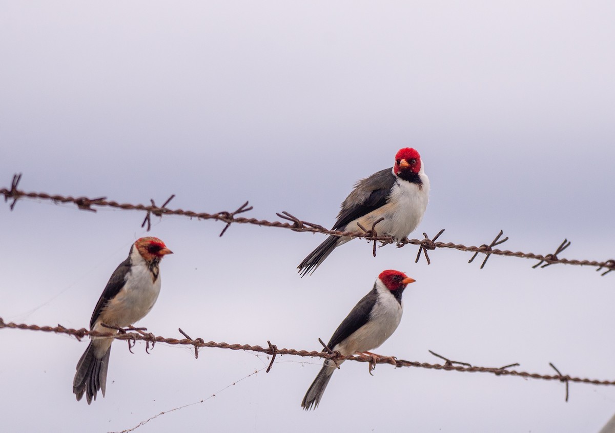 Yellow-billed Cardinal - ML612559145