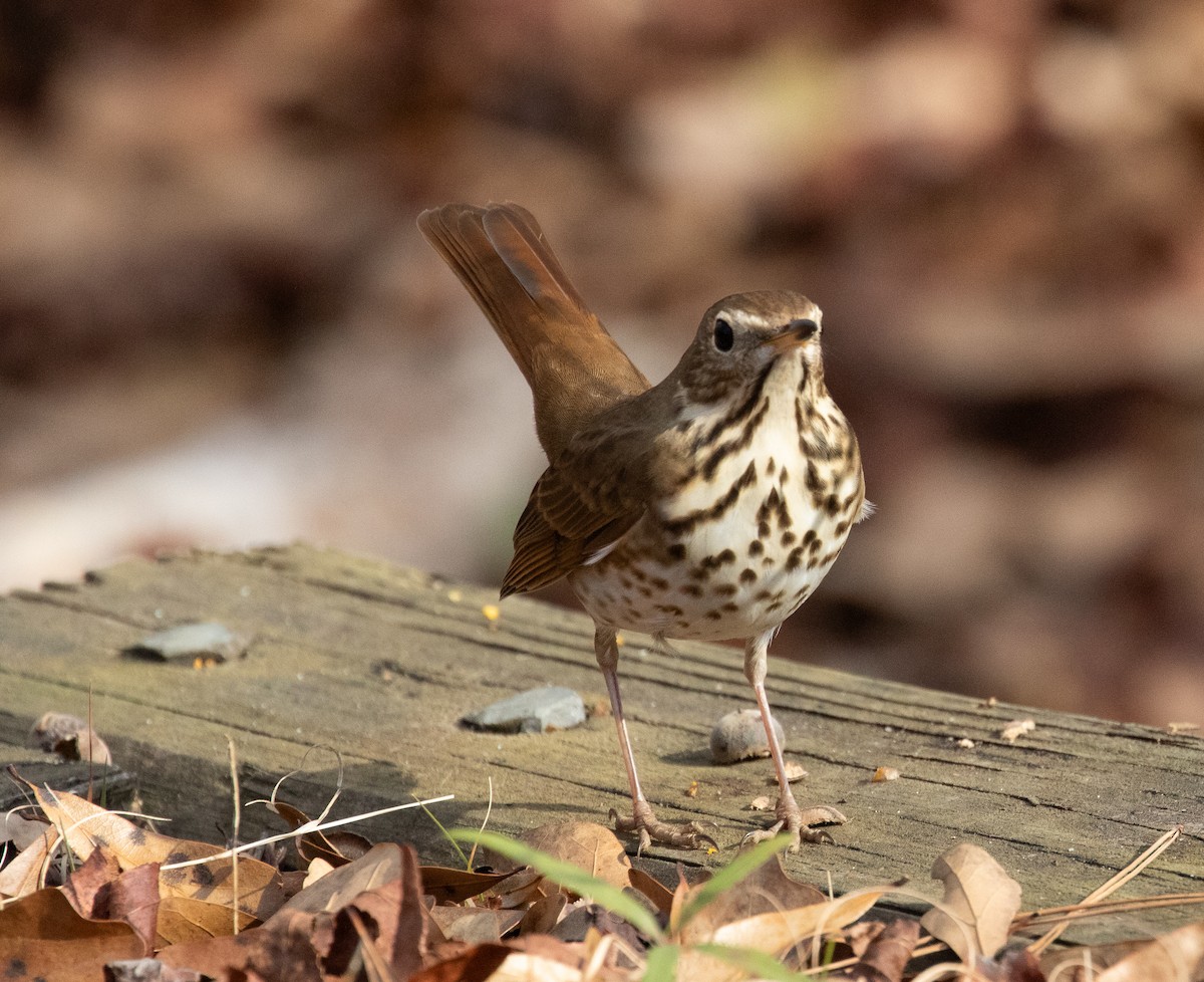 Hermit Thrush - ML612559156