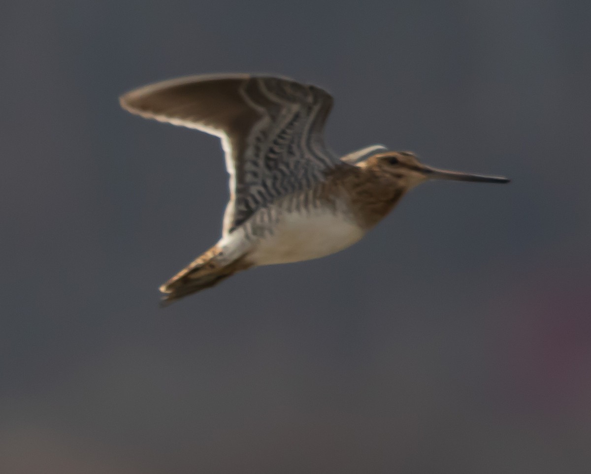 Wilson's Snipe - ML612559169