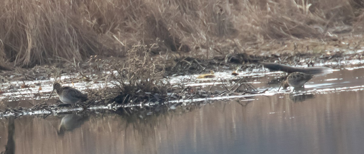 Wilson's Snipe - ML612559170