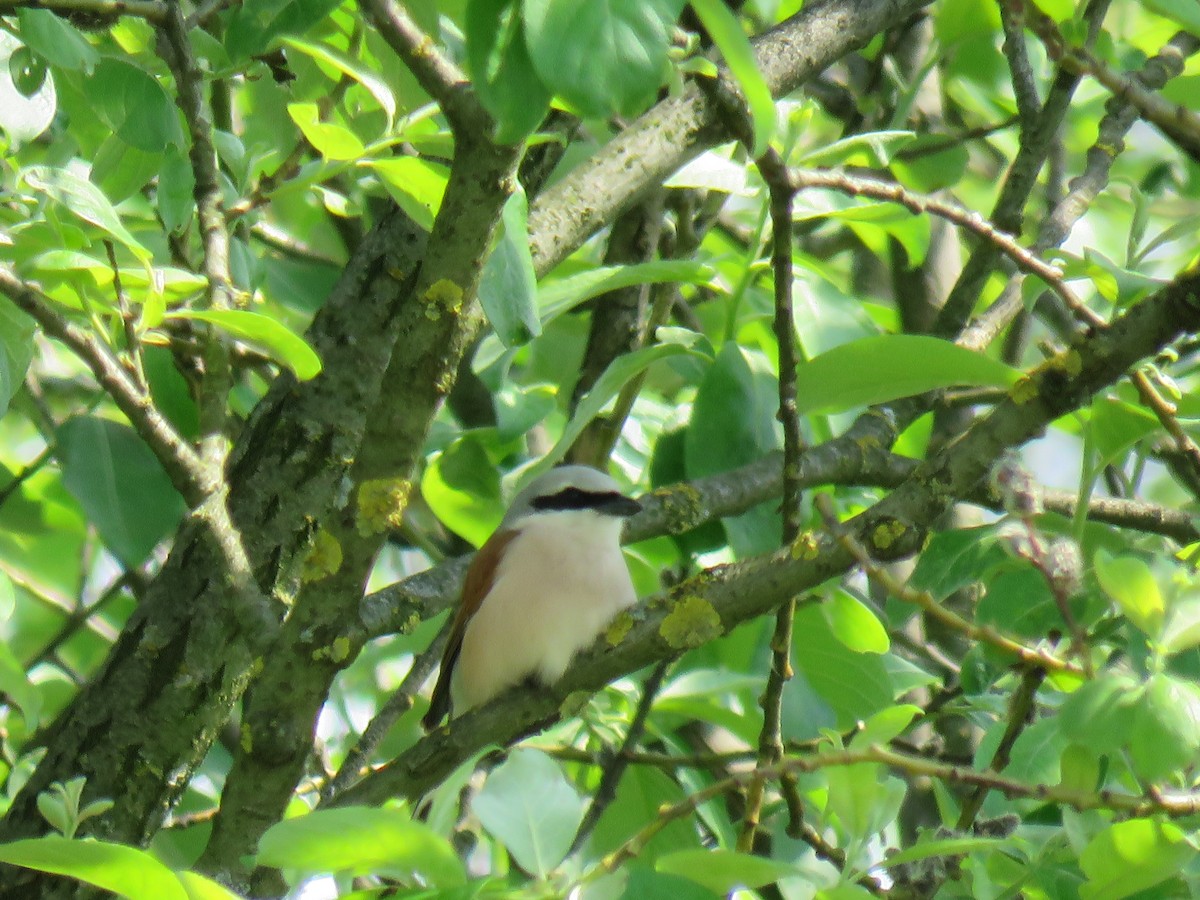 Red-backed Shrike - ML612559185