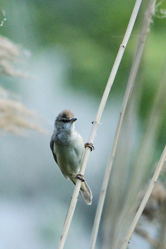 Great Reed Warbler - ML612559192