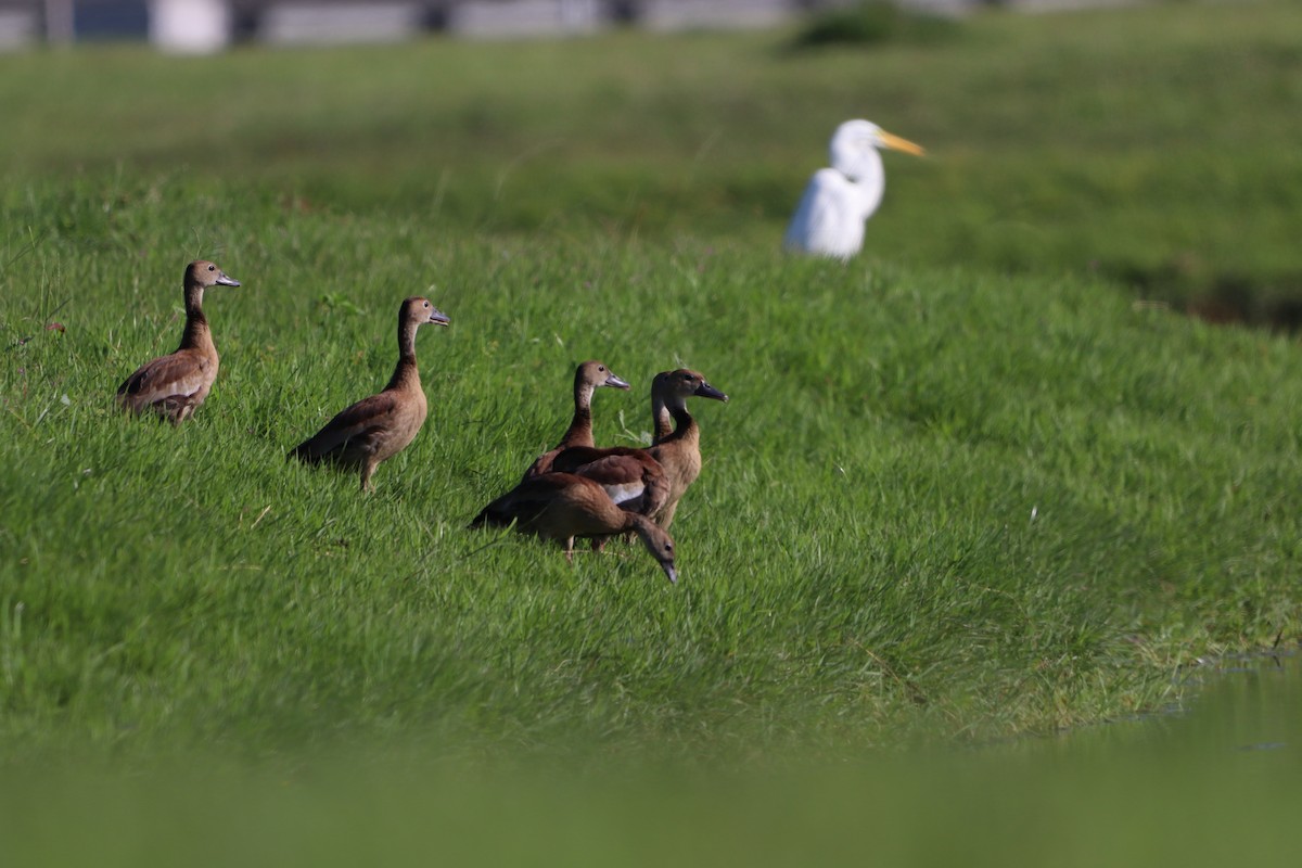 Black-bellied Whistling-Duck - ML612559199