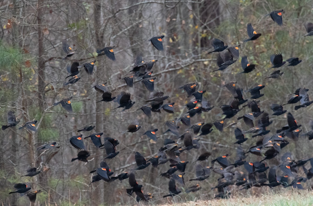 Red-winged Blackbird - ML612559208