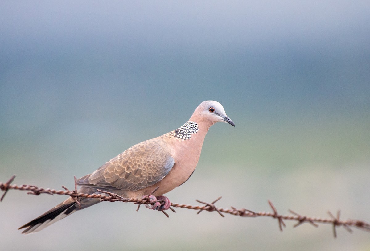 Spotted Dove - Herb Elliott