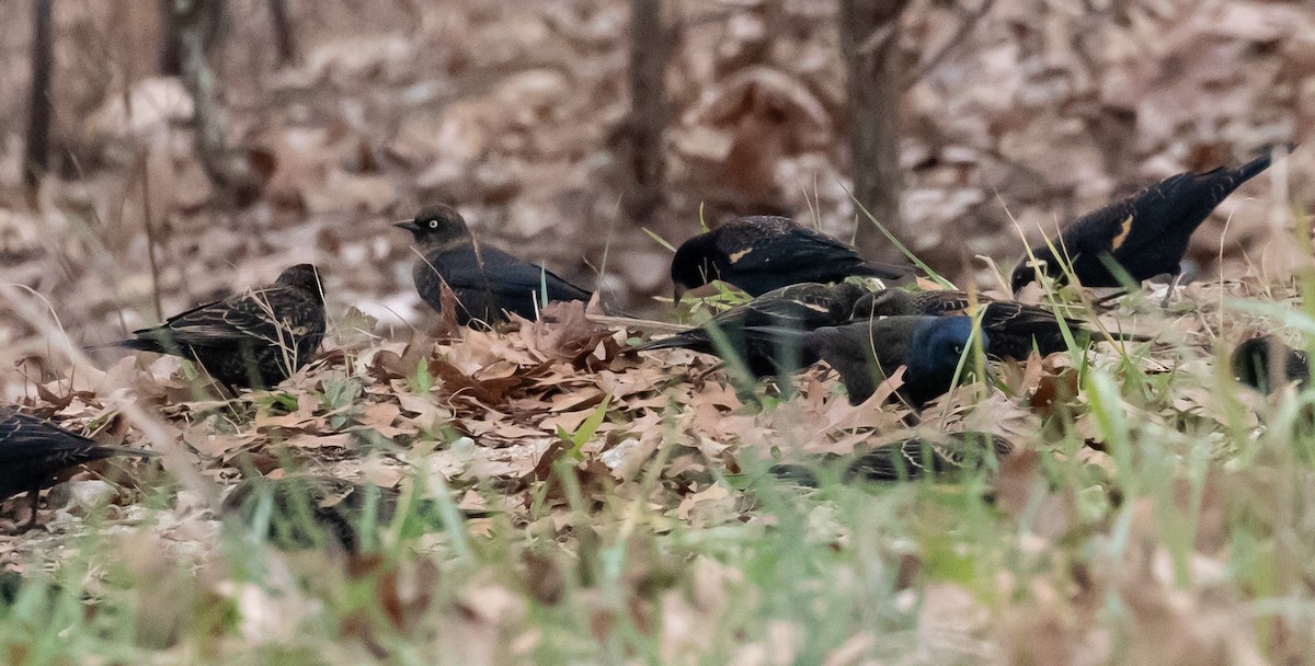 Rusty Blackbird - ML612559226