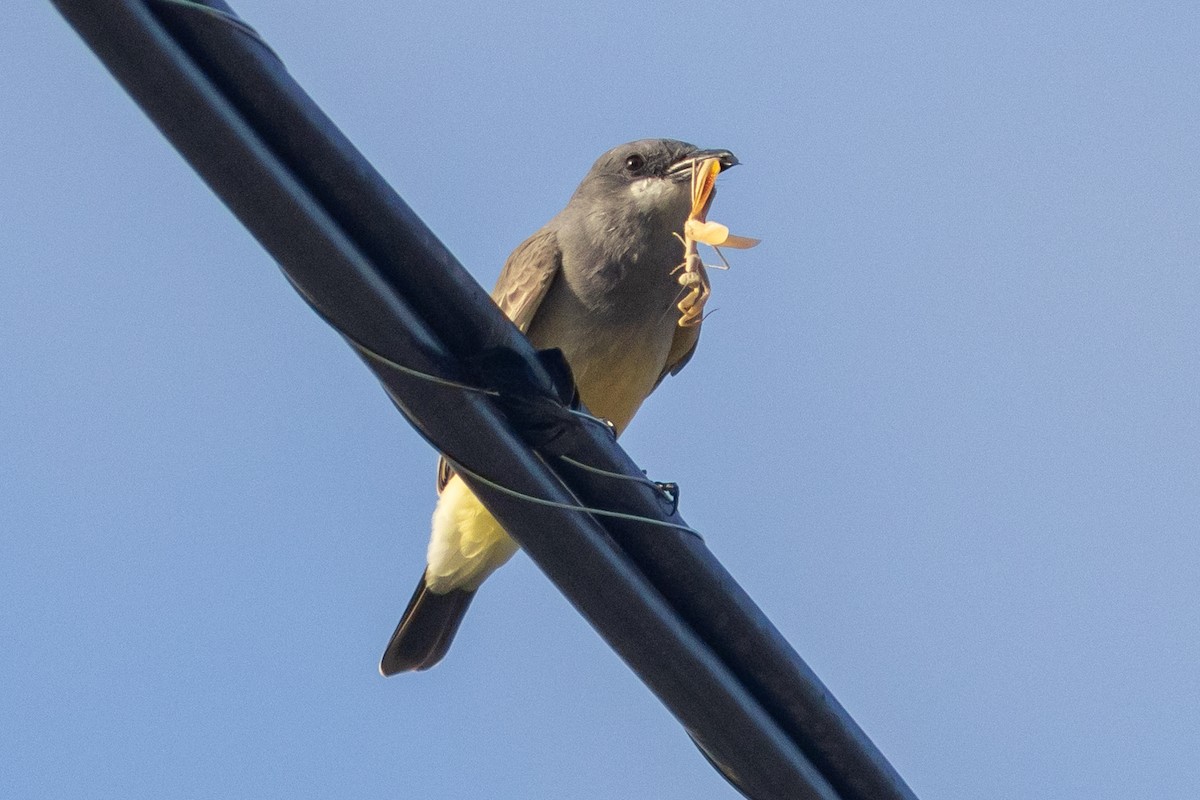 Cassin's Kingbird - ML612559231