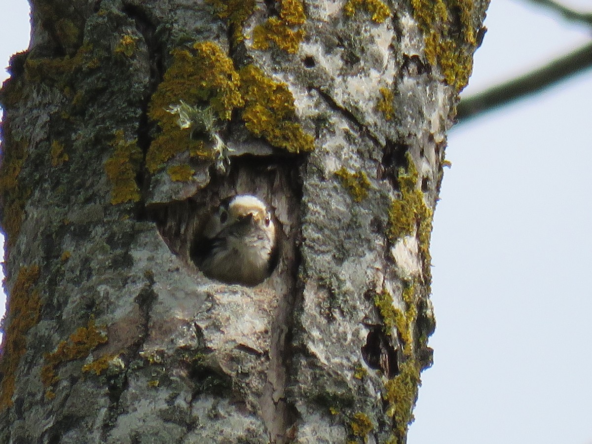 Lesser Spotted Woodpecker - ML612559255