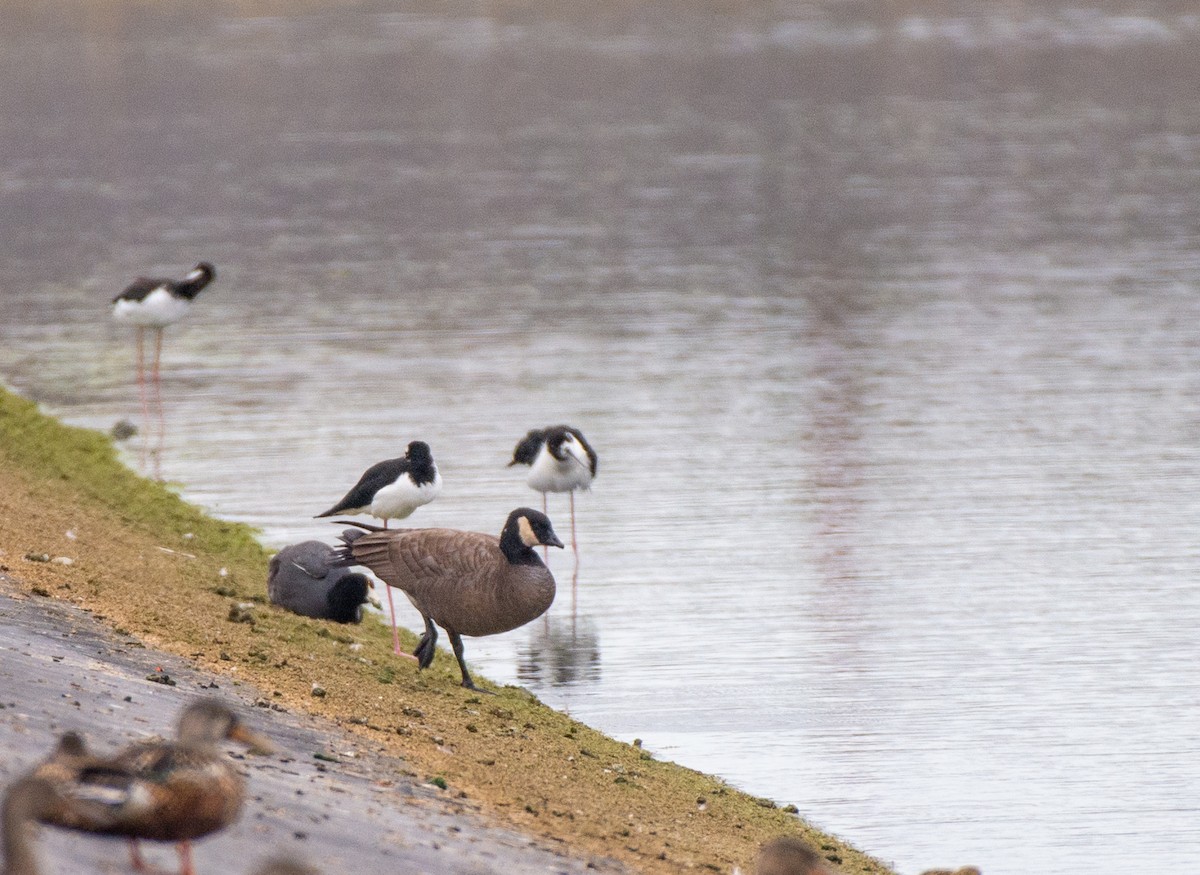 berneška malá (ssp. minima) - ML612559256