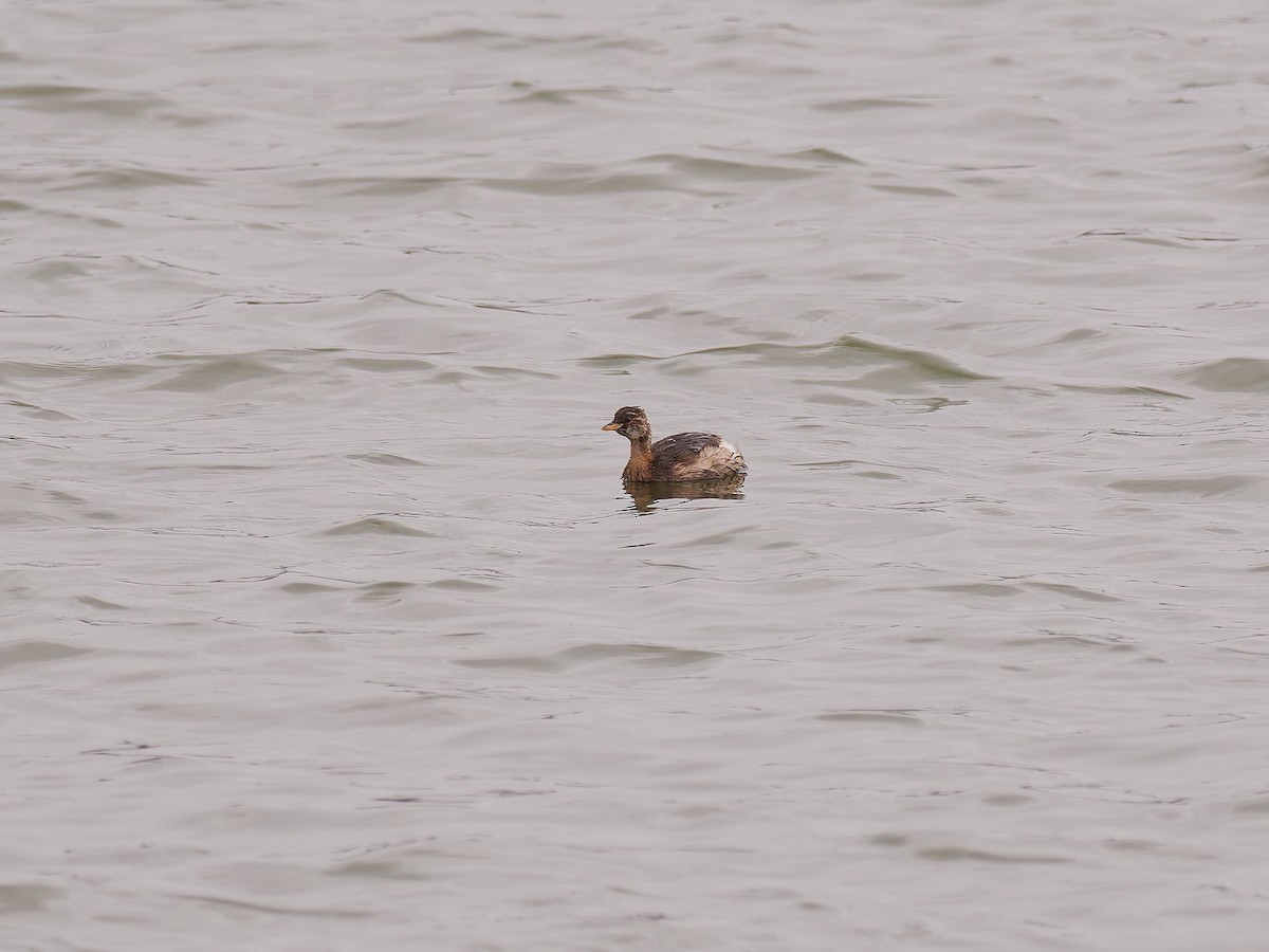 Little Grebe - ML612559310