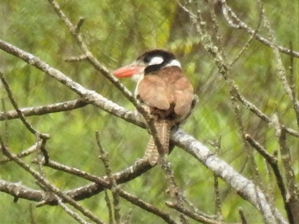 White-eared Puffbird - ML612559339