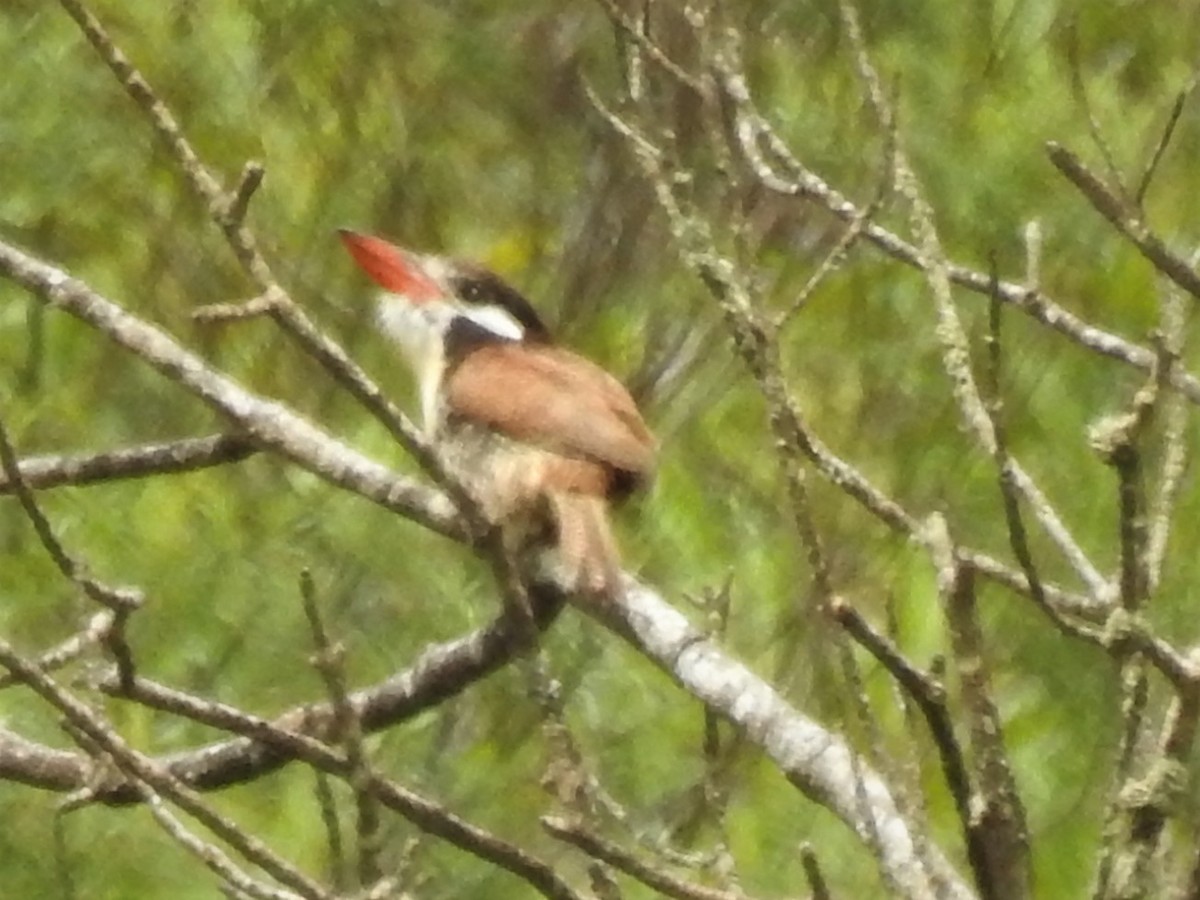 White-eared Puffbird - ML612559340