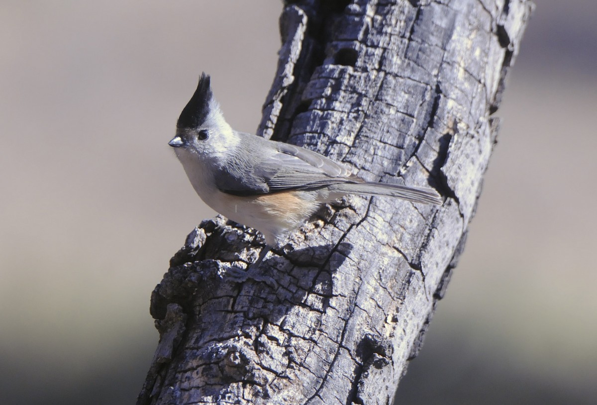 Black-crested Titmouse - Donna L Dittmann