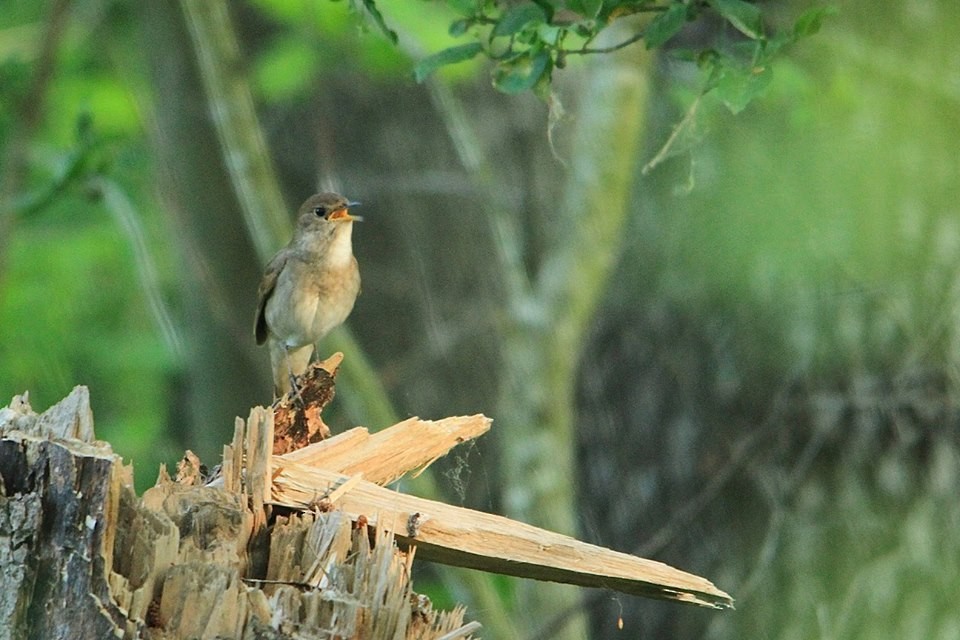 Thrush Nightingale - ML612559514
