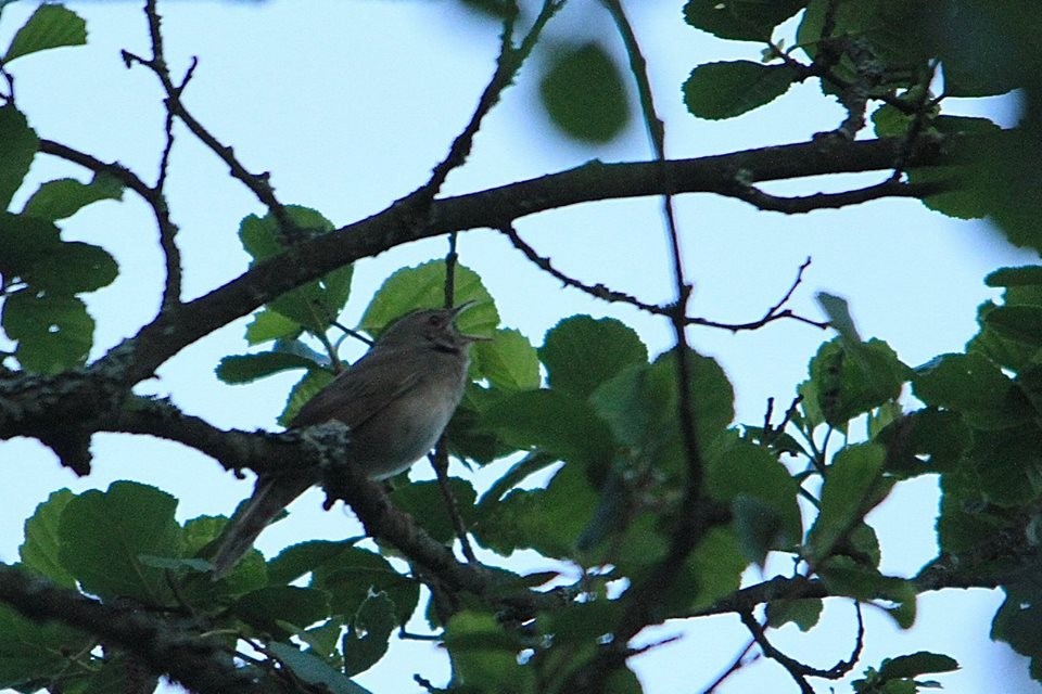 Thrush Nightingale - ML612559516