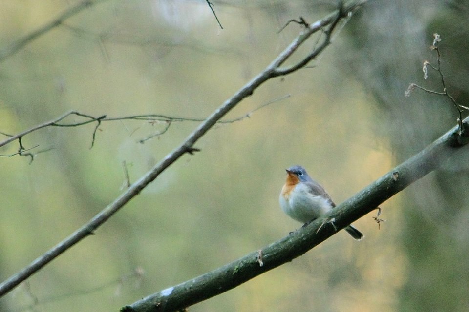 Red-breasted Flycatcher - ML612559573