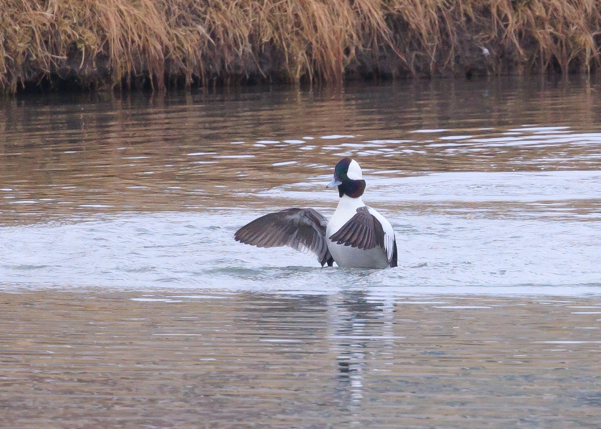 Bufflehead - ML612559584