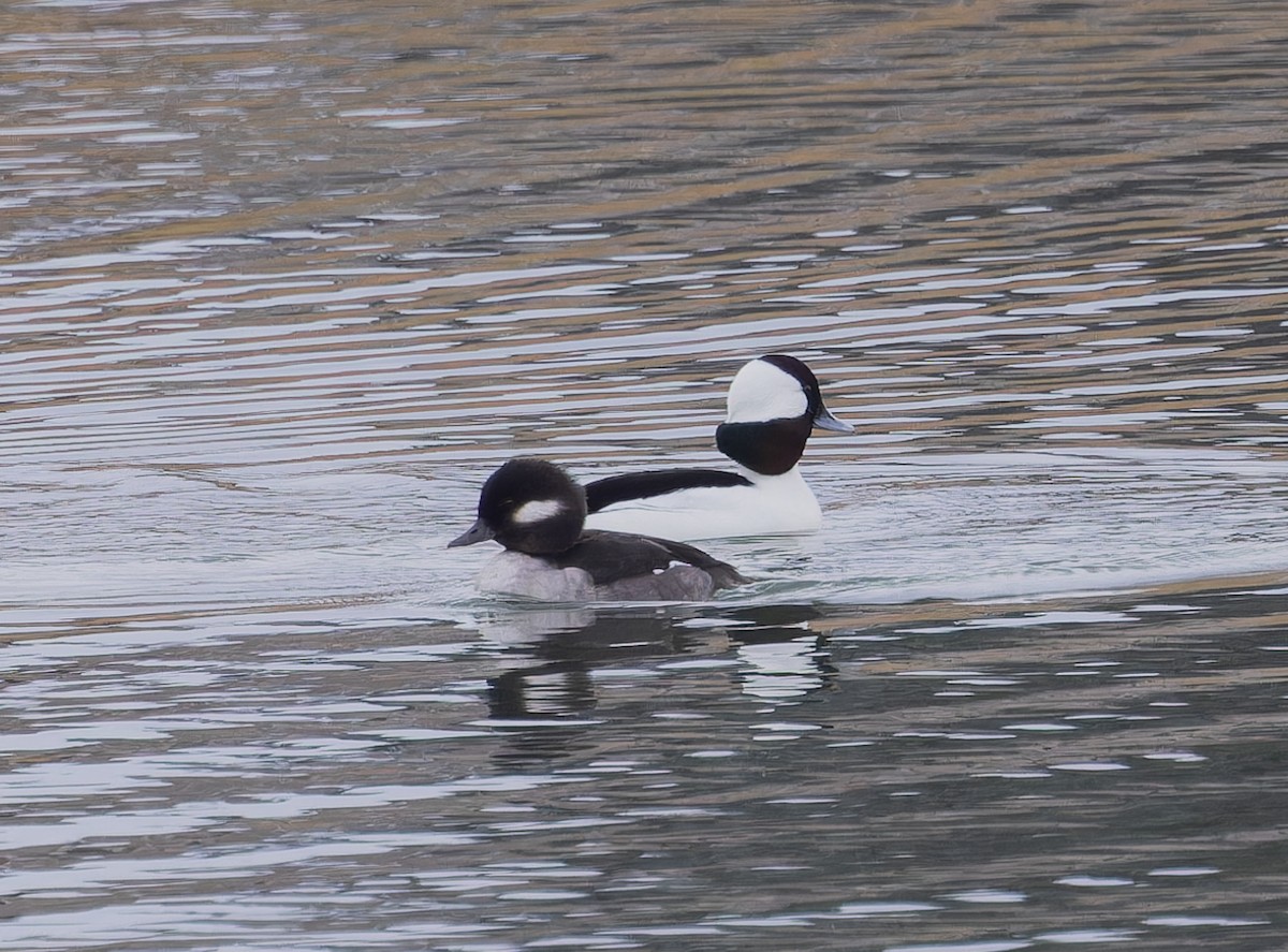 Bufflehead - ML612559586