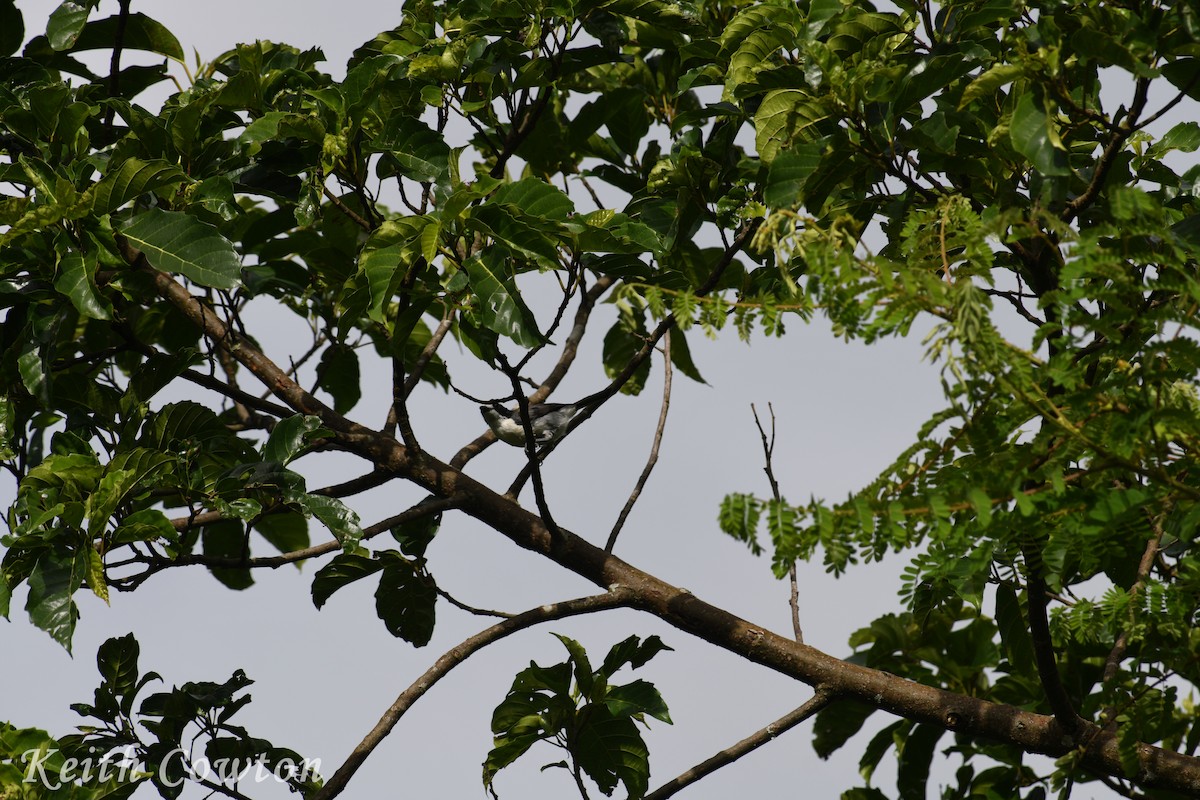 Gray-green Bushshrike - Keith Cowton